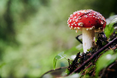 Close-up of fly agaric mushroom