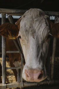 Close-up of cow in stable