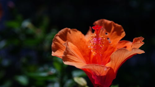 Close-up of orange hibiscus flower