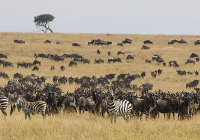 Wild animals grazing on field