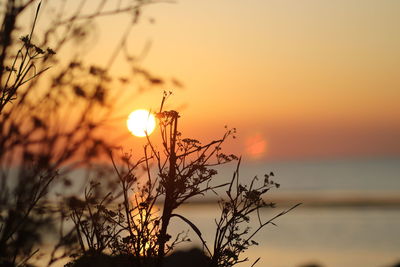 Close-up of silhouette plants against sky during sunset