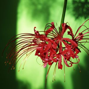 Close-up of red flowering plant