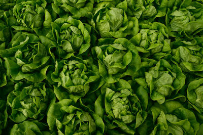 Full frame shot of lettuce