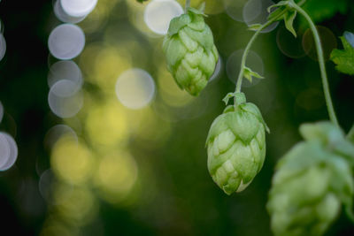 Close-up of berries growing on plant