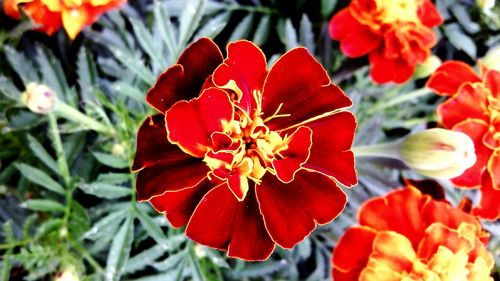 Close-up of red flower