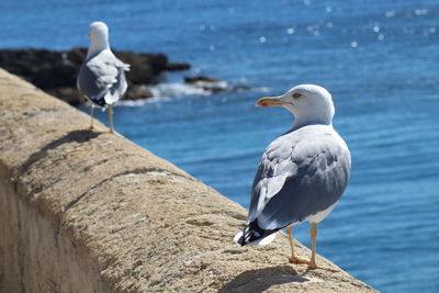 Seagulls perching on retaining wall