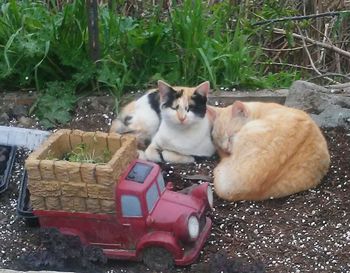 Cats sitting outdoors