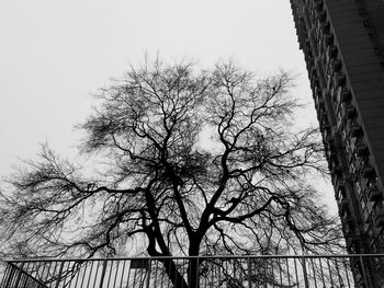 Low angle view of bare trees