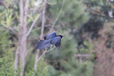 Close-up of bird flying against trees