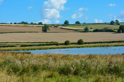 Scenic view of field against sky