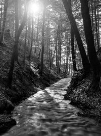 Scenic view of forest