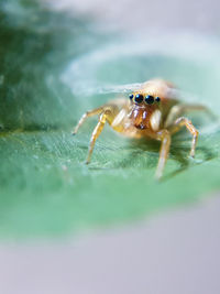 Close-up of spider