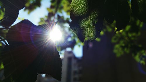 Sun shining through tree