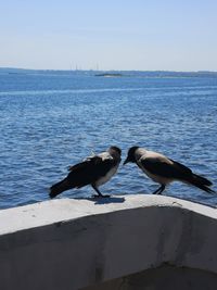 Seagulls perching on a sea