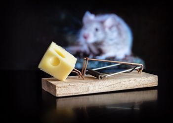 Close-up of cat on table