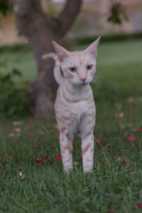 Portrait of a cat on field