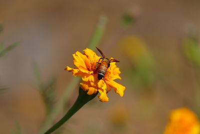 A bee collects honey from marigold flower