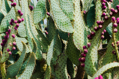 Full frame shot of succulent plant, albatarrec. 