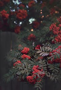 Close-up of red flowering plants against trees