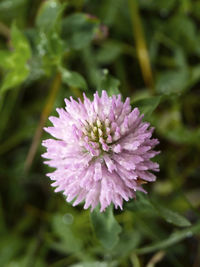 Close-up of pink flowering plant