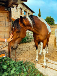 Horse standing in ranch