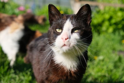 Close-up portrait of a cat