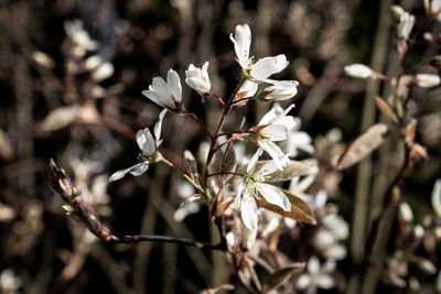 Close-up of white flowering plant