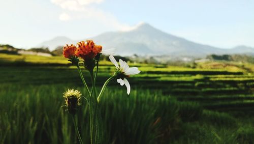 Close-up of flowers growing in field