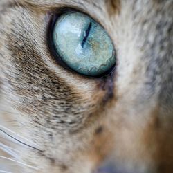 Extreme close up of cat