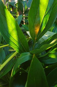 Full frame shot of leaves