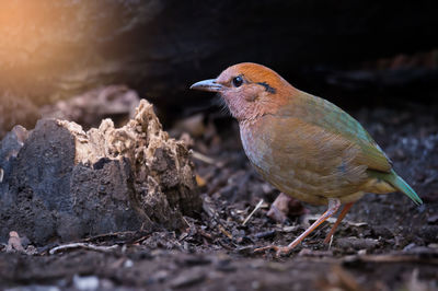 Close-up of bird perching on ground