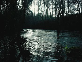 Reflection of trees in river