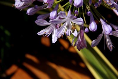 Close-up of purple flowers