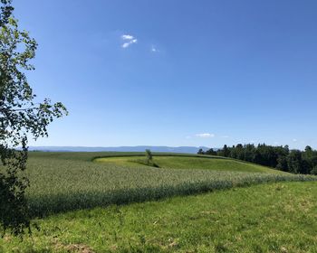 Scenic view of agricultural field against blue sky