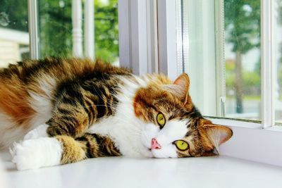 Close-up of cat sleeping