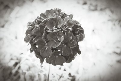 Close-up of rose blooming outdoors