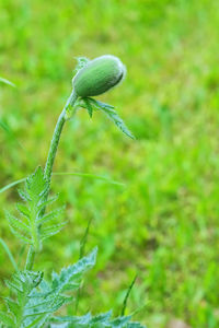 Close-up of flower plant