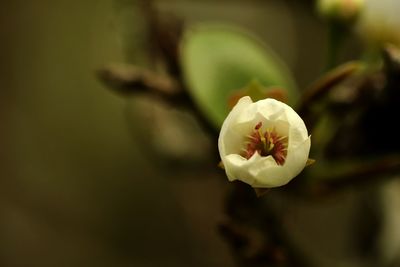 Close-up of white flowers