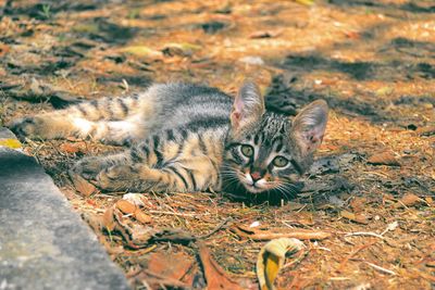 Portrait of cat relaxing on field