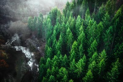 Panoramic view of trees in forest