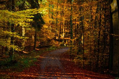 Road amidst trees in forest during autumn