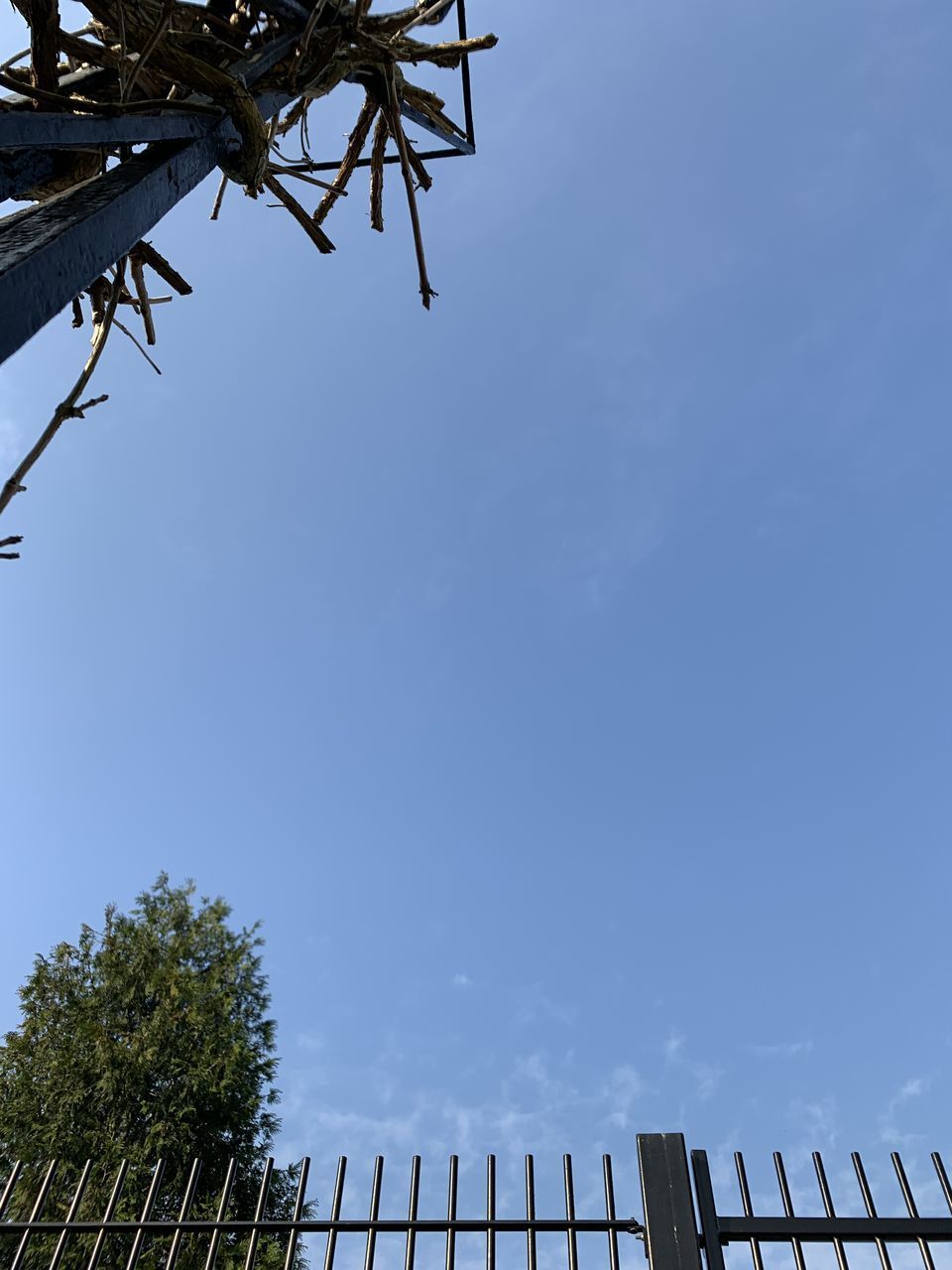 LOW ANGLE VIEW OF TREES AGAINST BLUE SKY