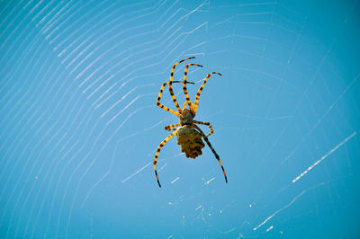 Close-up of spider on web