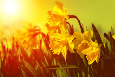 Close-up of yellow daffodil flowers