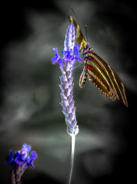 Close-up of insect on flower at night