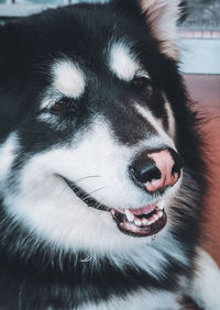 Close-up portrait of dog