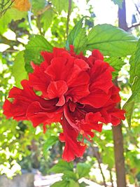 Close-up of red hibiscus blooming outdoors