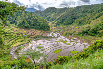 Scenic view of rice field against sky