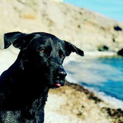 Close-up of black dog