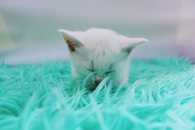 Close-up of cat lying on grass